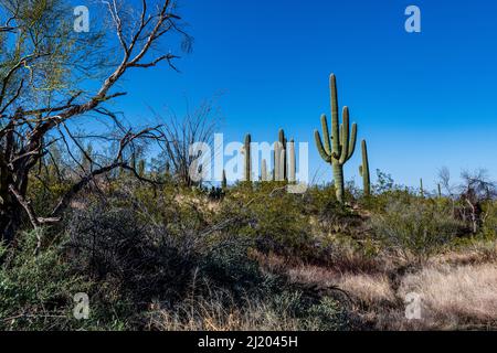 Bellissimo Cactus Saguaro contro il cielo blu brillante nel Parco Nazionale Saguaro Foto Stock
