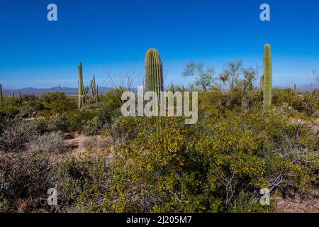 Bellissimo Cactus Saguaro contro il cielo blu brillante nel Parco Nazionale Saguaro Foto Stock