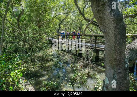 Wynnum Mangrove Boardwalk sulle rive della Southern Moreton Bay vicino al sobborgo costiero di Brisbane di Wynnum, Queensland, Australia Foto Stock