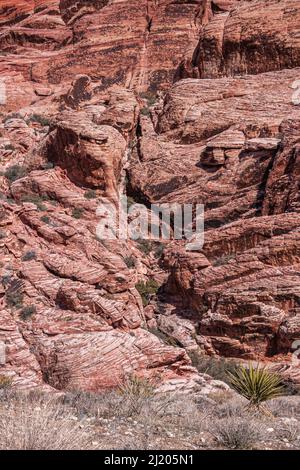 Las Vegas, Nevada, USA - 23 febbraio 2010: Red Rock Canyon Conservation Area. Primo piano di fessure in fianco di roccia rossa con vegetazione. Foto Stock
