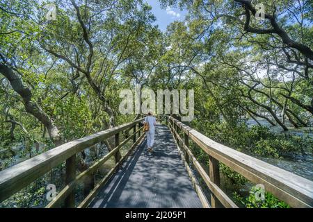 Wynnum Mangrove Boardwalk sulle rive della Southern Moreton Bay vicino al sobborgo costiero di Brisbane di Wynnum, Queensland, Australia Foto Stock