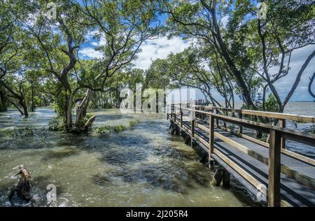 Wynnum Mangrove Boardwalk sulle rive della Southern Moreton Bay vicino al sobborgo costiero di Brisbane di Wynnum, Queensland, Australia Foto Stock