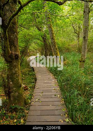 WA21188-00...WASHINGTON - Sentiero attraverso la foresta fino alla costa presso il Santuario della barriera corallina di Shark sull'Isola di Lopez. Foto Stock