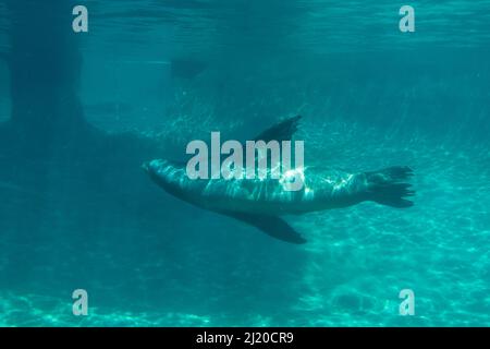 Vista suggestiva di un singolo leone marino della California mentre nuota nel suo habitat allo zoo di Point Defiance Foto Stock