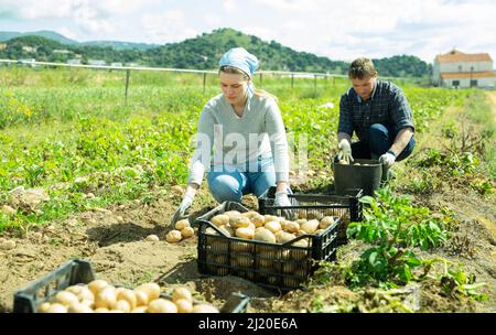 Coppia di coltivatori che raccolgono le patate Foto Stock