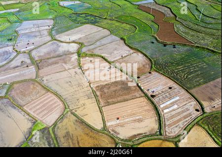 Yongzhou. 28th Mar 2022. Foto aerea scattata il 28 marzo 2022 mostra gli agricoltori che lavorano nei campi di risaie nel villaggio di Zhangwufang, Baimadu Township, Contea Daoxian di Yongzhou City, provincia centrale della Cina Hunan. Credit: He Hongfu/Xinhua/Alamy Live News Foto Stock