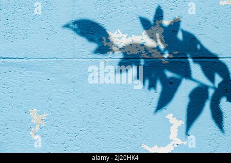 Ombra delle foglie e dell'albero su vecchio muro dipinto di blu per sfondo e texture. Foto Stock