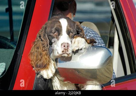 Cane seduto in pick-up furgone a Pismo Beach (non sono ammessi cani persi) con proprietario e bandiera americana in giornata di sole sulla costa del Pacifico Foto Stock