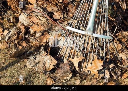 Pulizia vecchio fogliame secco a terra dopo l'inverno via rastrello. Lavori stagionali e giardinaggio Foto Stock