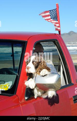 Cane seduto in pick-up furgone a Pismo Beach (non sono ammessi cani persi) con proprietario e bandiera americana in giornata di sole sulla costa del Pacifico Foto Stock