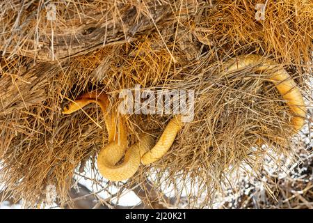 Un capo Cobra alla ricerca di uccelli in un nido socievole Weavers nel Kalahari, Sudafrica Foto Stock