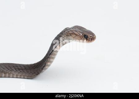 Il cobra Javan sputando (Naja sputatrix) isolato su sfondo bianco Foto Stock