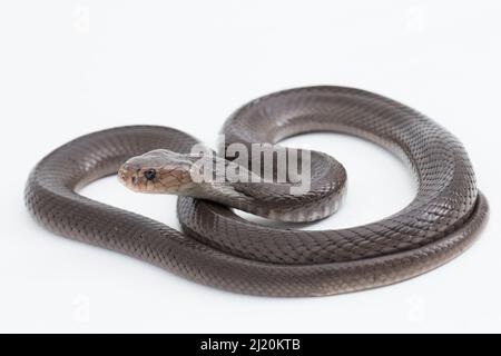 Il cobra Javan sputando (Naja sputatrix) isolato su sfondo bianco Foto Stock