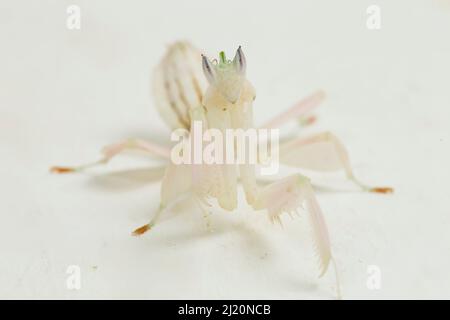 orchidea mantis orante hymenopus coronatus isolato su sfondo bianco Foto Stock