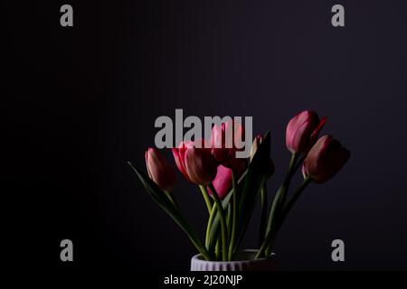 Tulipani rossi fiore bouquet in fiore su un vaso bianco isolato su uno sfondo nero scuro Foto Stock