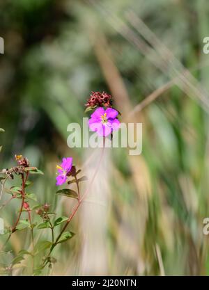 Osbeckia Octandra fiore aka Heen Bovitiya in Horton piani parco nazionale, Sri Lanka. Le piante di Heen bovitiya hanno molte proprietà medicinali. Foto Stock