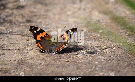 L'ammiraglio rosso indiano (Vanessa indica) farfalla crogiolarsi nel calore del sole mentre si sorseggia sali e minerali dal suolo. Bella farfalla spotté Foto Stock