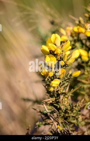 Bei fiori gialli in primo piano, comune gorse arbusto spinoso pianta di fioritura invasiva nel parco nazionale delle pianure di Horton. Foto Stock