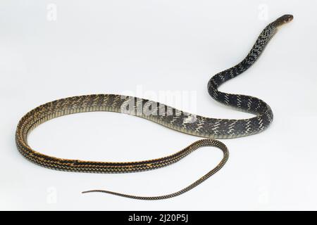 Keeled Rat Snake Ptyas carinata isolato su sfondo bianco Foto Stock