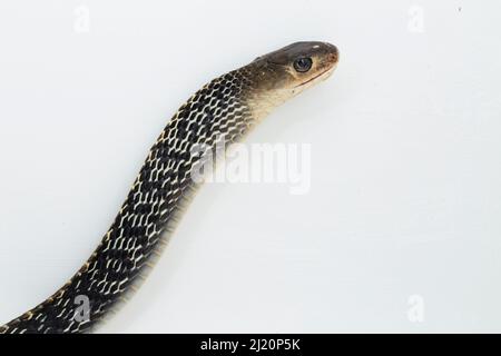 Keeled Rat Snake Ptyas carinata isolato su sfondo bianco Foto Stock