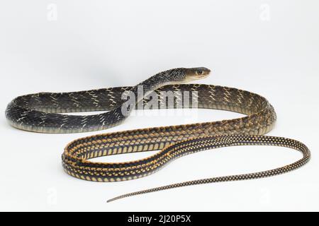 Keeled Rat Snake Ptyas carinata isolato su sfondo bianco Foto Stock