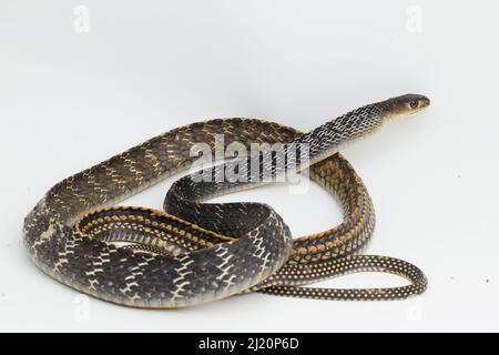 Keeled Rat Snake Ptyas carinata isolato su sfondo bianco Foto Stock