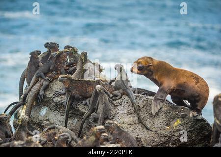 Galapagos pelliccia mare (Arctocephalus galapagoensis) cucciolo, curiosamente avvicinamento gruppo di iguane marine (Amblyrhynchus cristate) Capo Hammond, Fernandina Foto Stock