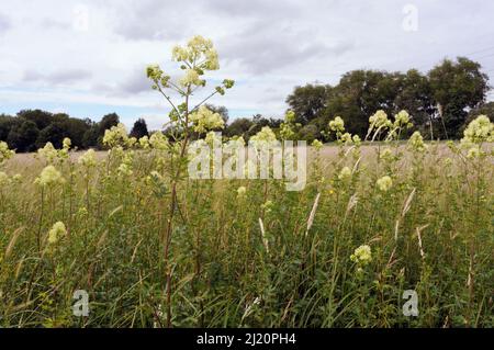 Comune prato-rue (Thalictrum flavum), pianta localmente rara, Chertsey Meads, Surrey, Inghilterra, Giugno. Foto Stock