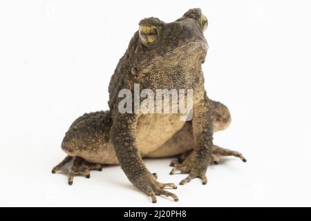 Asper Phrynoidis gigante asiatico isolato su sfondo bianco Foto Stock