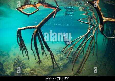 Leone marino delle Galapagos (Zalophus wollebaeki) sott'acqua con radici di mangrovie, Elizabeth Bay, Isabela Island, Galapagos, Foto Stock