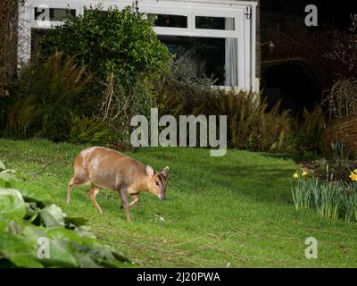 Il cervo muntjac di Reeve (Muntiacus reevesi) attraversa un prato da giardino di notte vicino a una casa, Wiltshire, Regno Unito, marzo. Presa da un telecomando Foto Stock