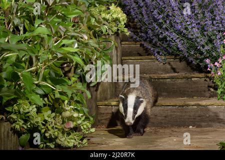 Tasso europeo (Meles meles) giovani camminando lungo alcuni gradini del giardino di notte, fiancheggiato da Heleborus fiorito (Helleborus sp.) Menta (Nepeta sp.) A. Foto Stock