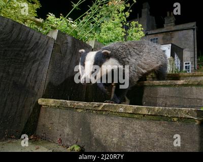 Tasso europeo (Meles meles) camminare lungo i gradini del giardino di notte, con casa sullo sfondo, Wiltshire, Regno Unito, giugno. Foto Stock