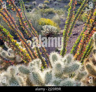 Orsacchiotto cholla (Cylindropuntia bigelovii) cactus e Ocotillo (Fouquieria splendens) con fiore Brittlebush (Encelia farinosa) in background, in Foto Stock