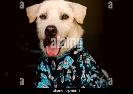 Felice cane terrier che indossa una camicia estate floreale pulsante giù Foto Stock