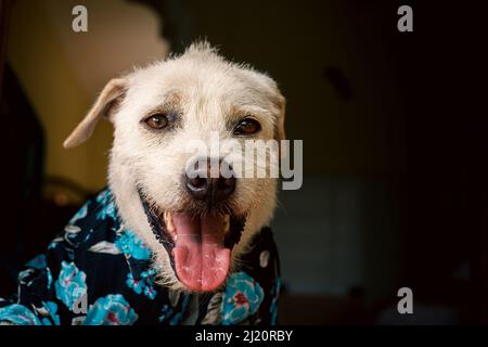 Felice cane terrier che indossa una camicia estate floreale pulsante giù Foto Stock