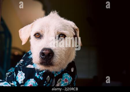 Felice cane terrier che indossa una camicia estate floreale pulsante giù Foto Stock