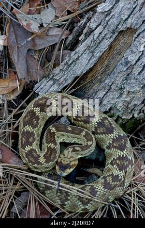 Rattlesnake dalla coda nera (Crotalus molossus), Chiricahua Mountains, Arizona, USA. Agosto. Foto Stock