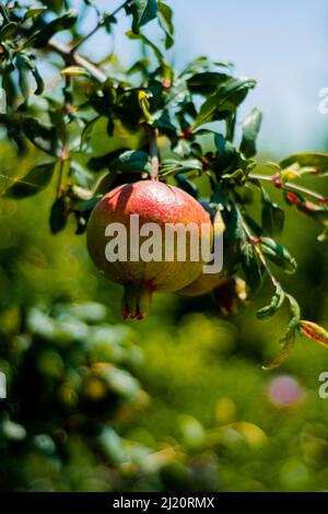 Begonia tuberosa sono di solito piante perenni, rizome o tuberose. Le foglie sono di colore verde chiaro, leggermente segmentate e dentate, e la superficie superiore Foto Stock