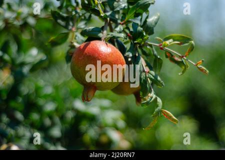 Begonia tuberosa sono di solito piante perenni, rizome o tuberose. Le foglie sono di colore verde chiaro, leggermente segmentate e dentate, e la superficie superiore Foto Stock