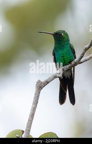 Smeraldo cubano (Chlorostilbon ricordii) maschio. Endemico delle Indie Occidentali. Parco Nazionale di Humboldt, Cuba. Foto Stock