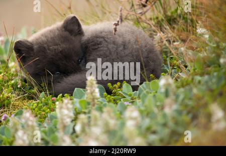 Volpe artica (Vulpes lagopus) cucciolo di riposo. Riserva naturale di Hornstrandir, Islanda, luglio. Foto Stock