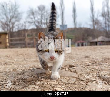 Un gatto di strada a strisce bello in campagna. Il gatto siede Foto Stock