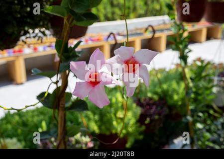 Mandevilla splendens, il mandevilla lucente, è una specie di pianta fiorente della famiglia delle Apocynaceae. È una vite sempreverde, originaria del Brasile. IT Foto Stock