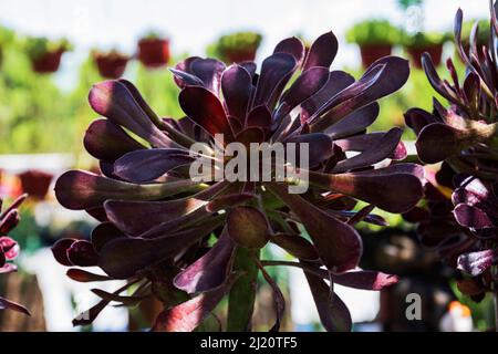 aeonium arboreum. Rosa succulenta. Messa a fuoco selettiva. Foto Stock