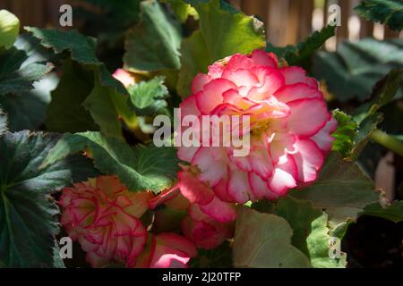 Begonia tuberosa sono di solito piante perenni, rizome o tuberose. Le foglie sono di colore verde chiaro, leggermente segmentate e dentate, e la superficie superiore Foto Stock