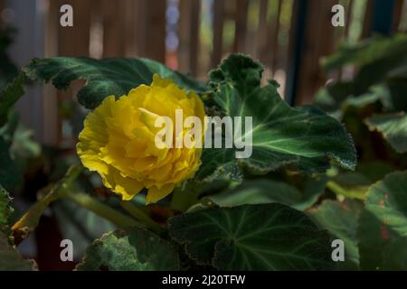 Begonia tuberosa sono di solito piante perenni, rizome o tuberose. Le foglie sono di colore verde chiaro, leggermente segmentate e dentate, e la superficie superiore Foto Stock