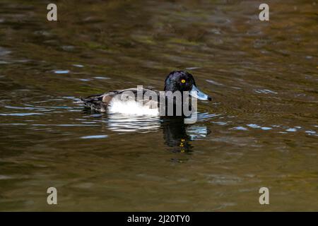 Anatra solitaria al lago Kleinhesseloher nel giardino inglese di Monaco, Germania. Foto Stock