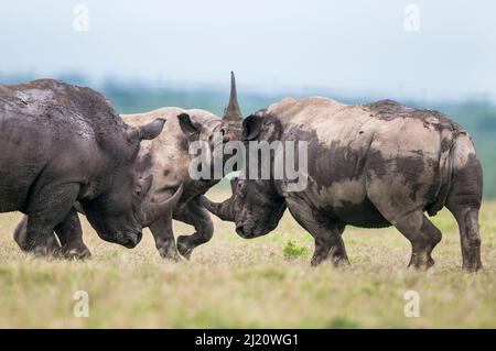 Il rinoceronte nero (Diceros bicornis) e il rinoceronte bianco (Ceratotherium simum), che vengono molestati da un playfighting toro bianco rhino, Solio Game Reserve, Laikipia, Foto Stock