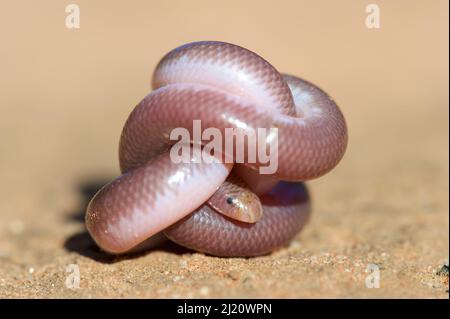 Serpente cieco meridionale (Anilios australis) avvolto in palla sulla sabbia. Stirling Range National Park, Australia Occidentale. Novembre. Foto Stock